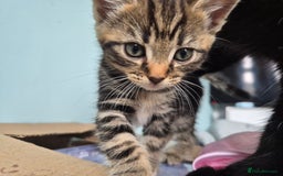Mixed Breed cats for sale: 4 lovly kittens - Image 23