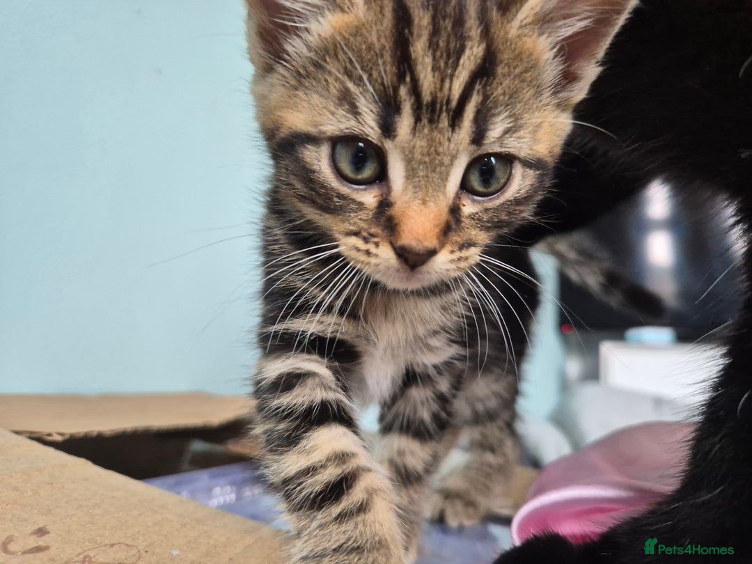 Mixed Breed cats for sale: 4 lovly kittens - Image 23