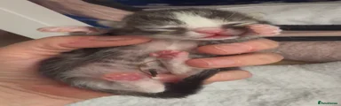Ragdoll 1
