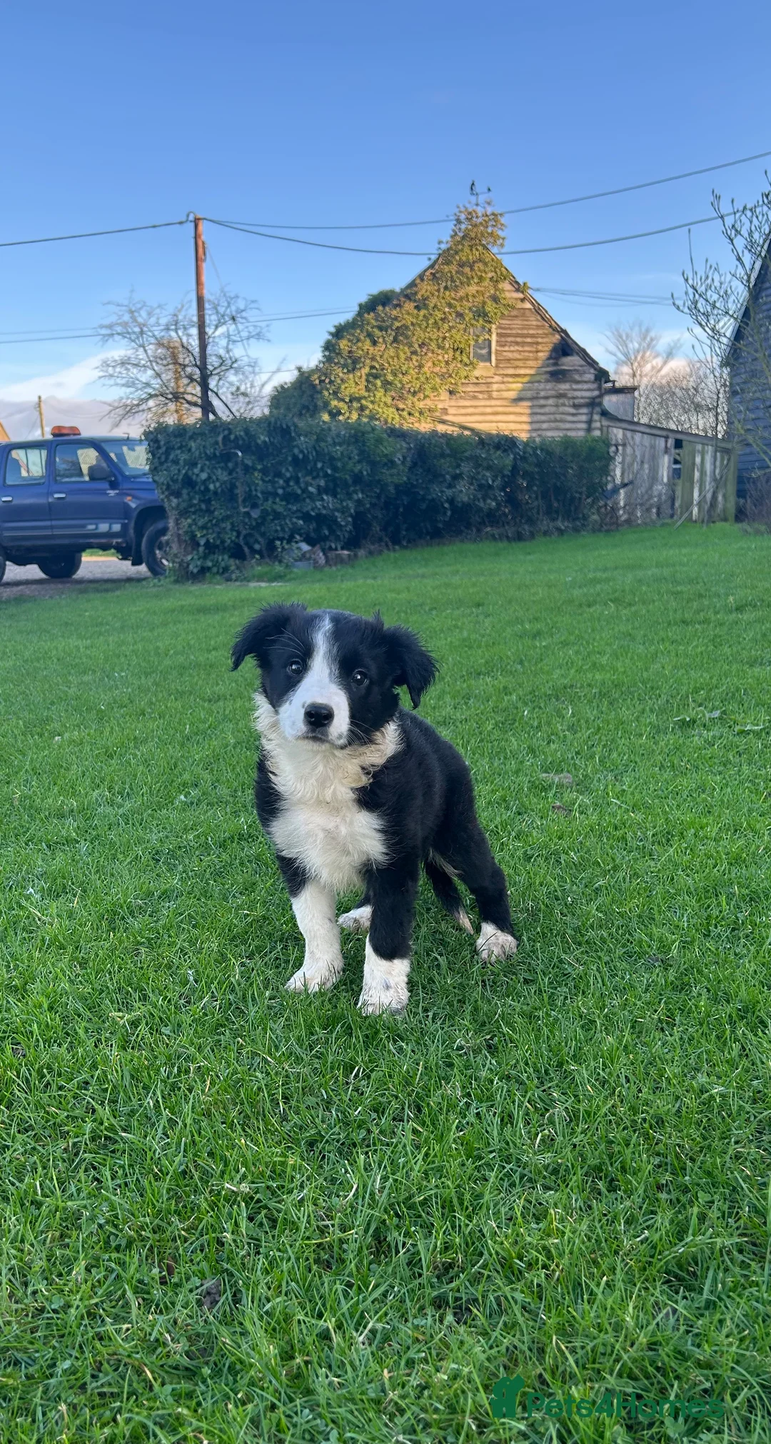 Sprollie dogs for sale: Border collie pups - Advert 4