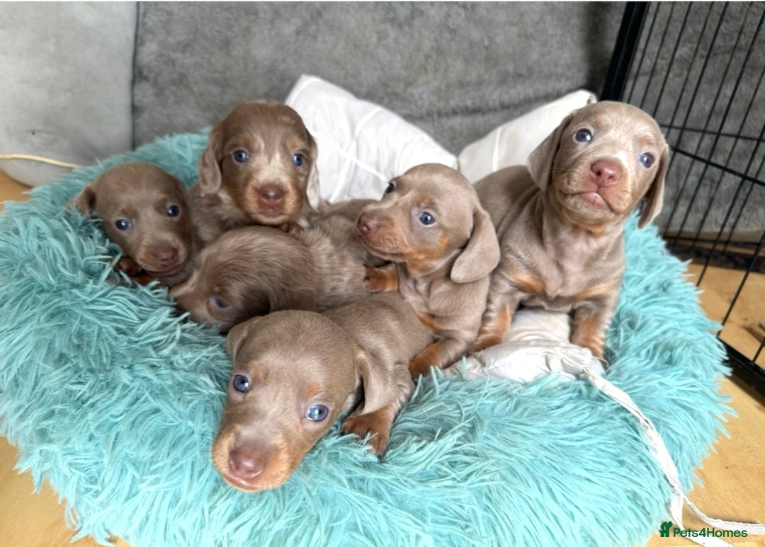 Miniature Dachshund dogs for sale: Isabella-choco long&short hair miniature dachshund - Image 6