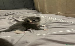 Mixed Breed cats for sale: Grey kittens  - Image 10