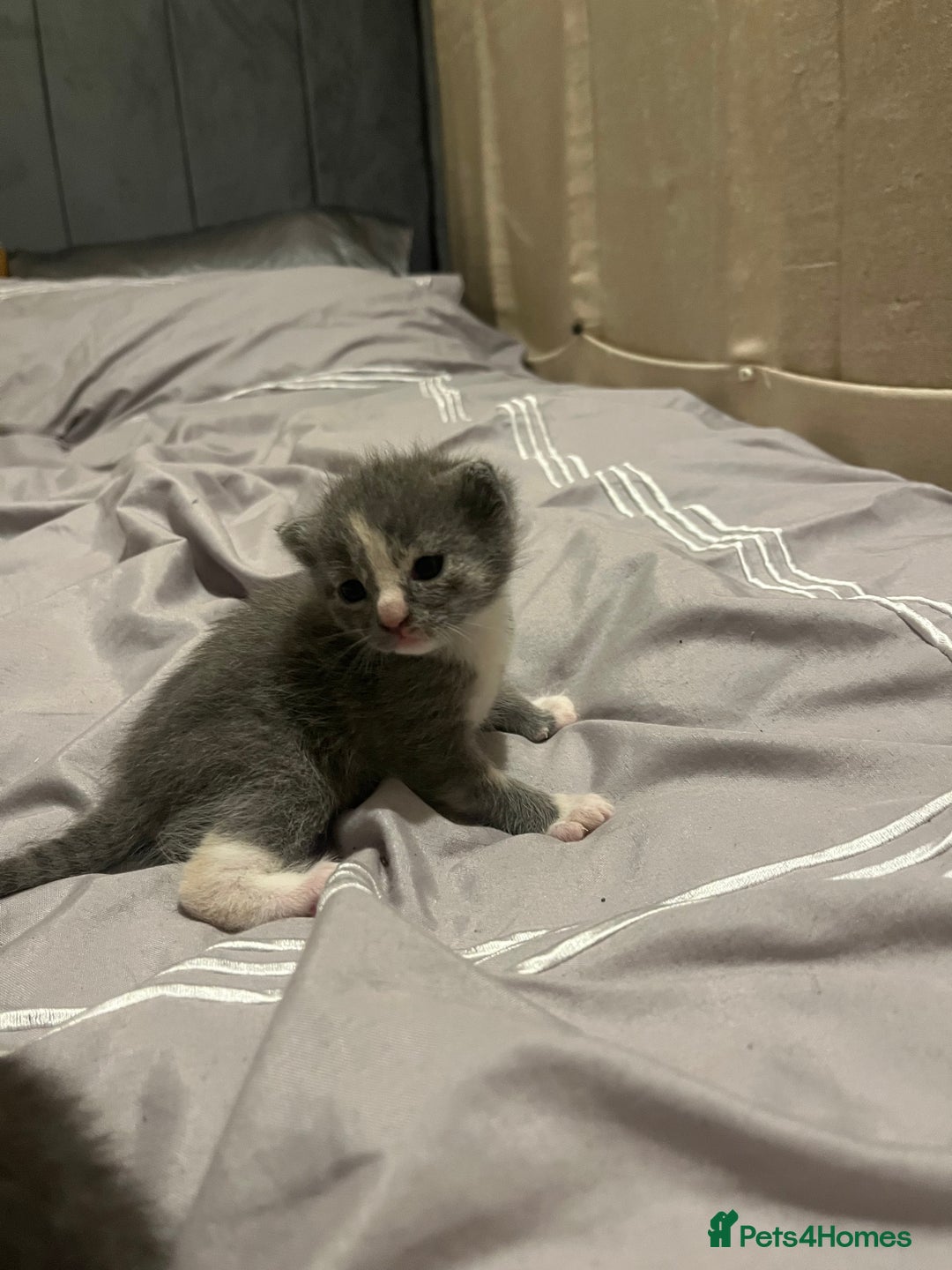 Mixed Breed cats for sale: Grey kittens  - Image 10