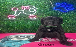Saint Bernard dogs for sale: F1 St Berdoodle  - Image 21