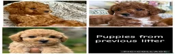 Toy Poodle dogs for sale: Outstanding Toy Poodles - KC registered in Wigston - Advert 3