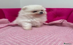 Pomeranian dogs for sale: READY 2nd August KC White Teddy Bear Poms - Image 5