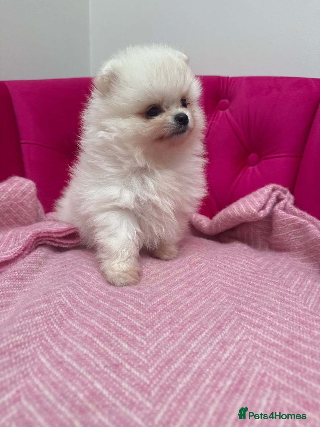 Pomeranian dogs for sale: READY 2nd August KC White Teddy Bear Poms - Image 5