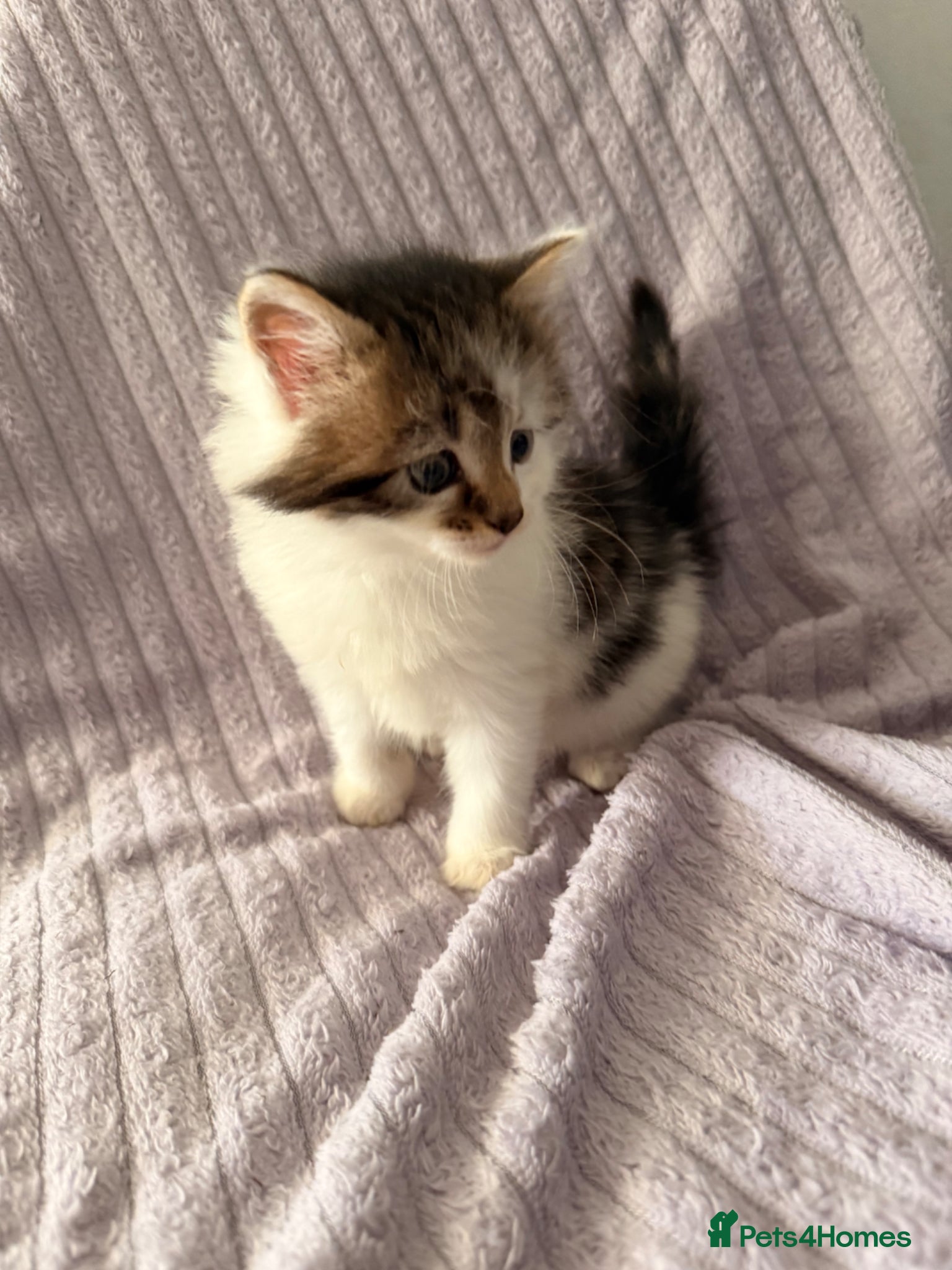 Mixed Breed cats 3 little kittens looking for a new home - Advert 2