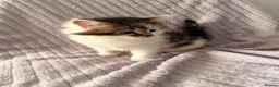 Mixed Breed cats for sale: 3 little kittens looking for a new home - Advert 2