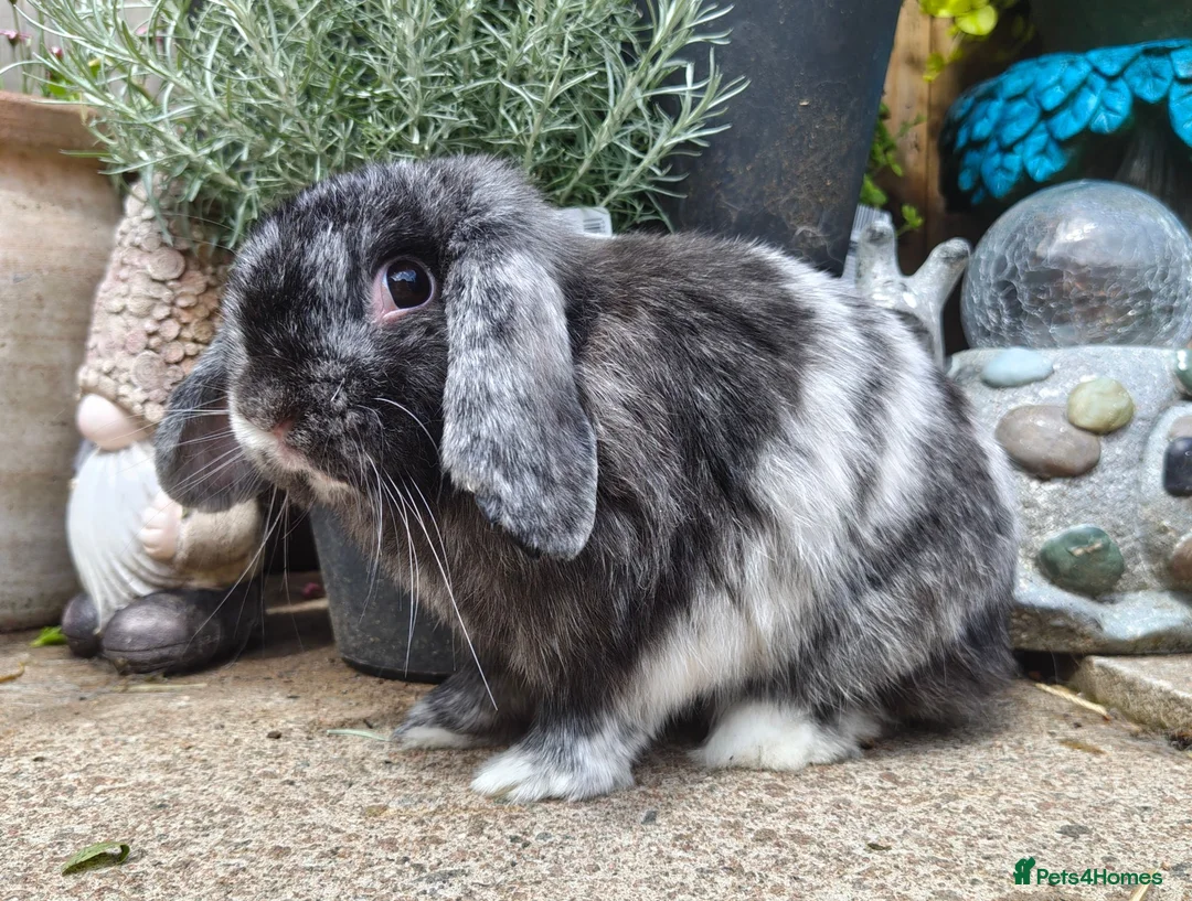Mini Lop rabbits for sale: Beautiful black magpie mini lop buck  - Advert 7