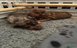 Miniature Dachshund dogs for stud: Black and cream proven gorgeous boy for stud only  - Image 7
