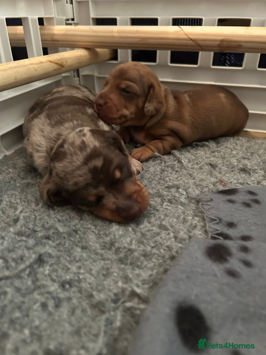 Miniature Dachshund dogs for stud: Black and cream proven gorgeous boy for stud only  - Image 7