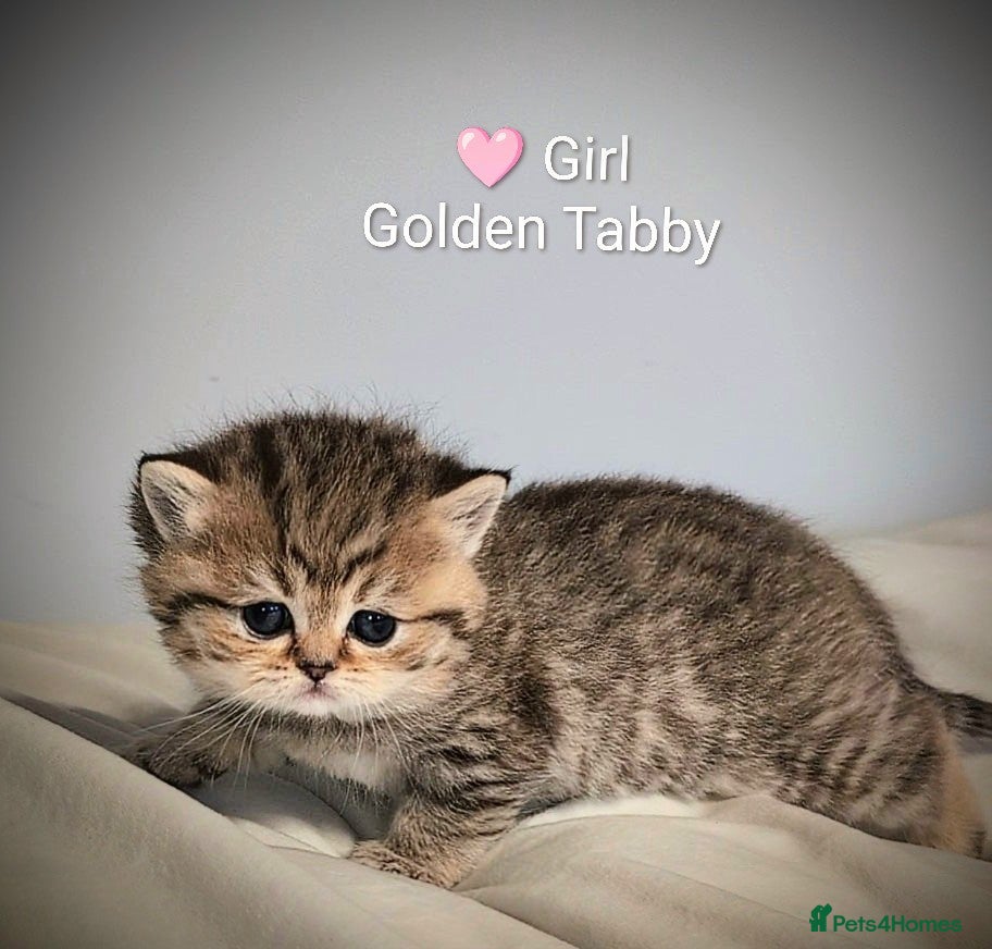 British Shorthair cats 🐾BSH 🔴 LAST 2 kittens available 🐾 GCCF & TICA - Advert 2