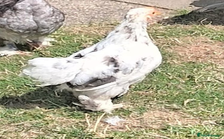 Chickens poultry - Advert 1