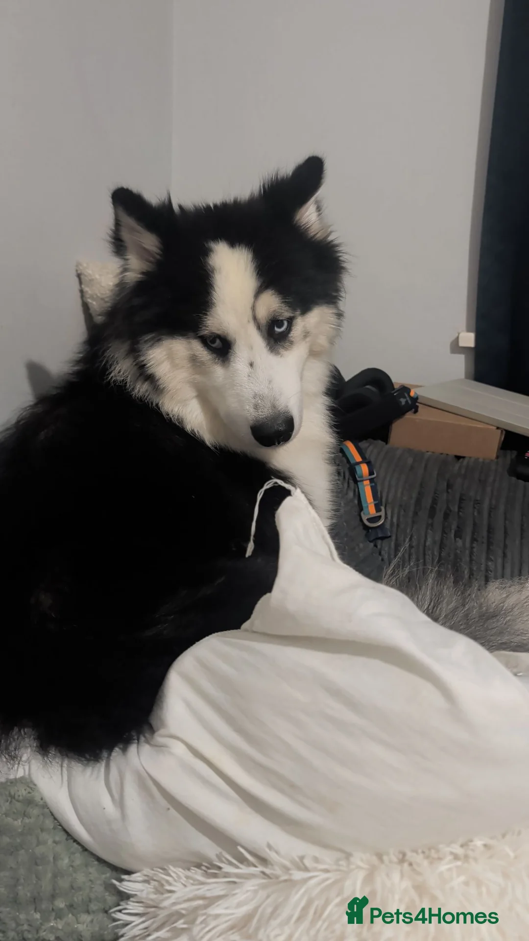 Siberian Husky dogs for sale: Male Husky for Rehome - Advert 2