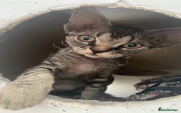 Devon Rex cats for sale: Grey kitten - Image 5
