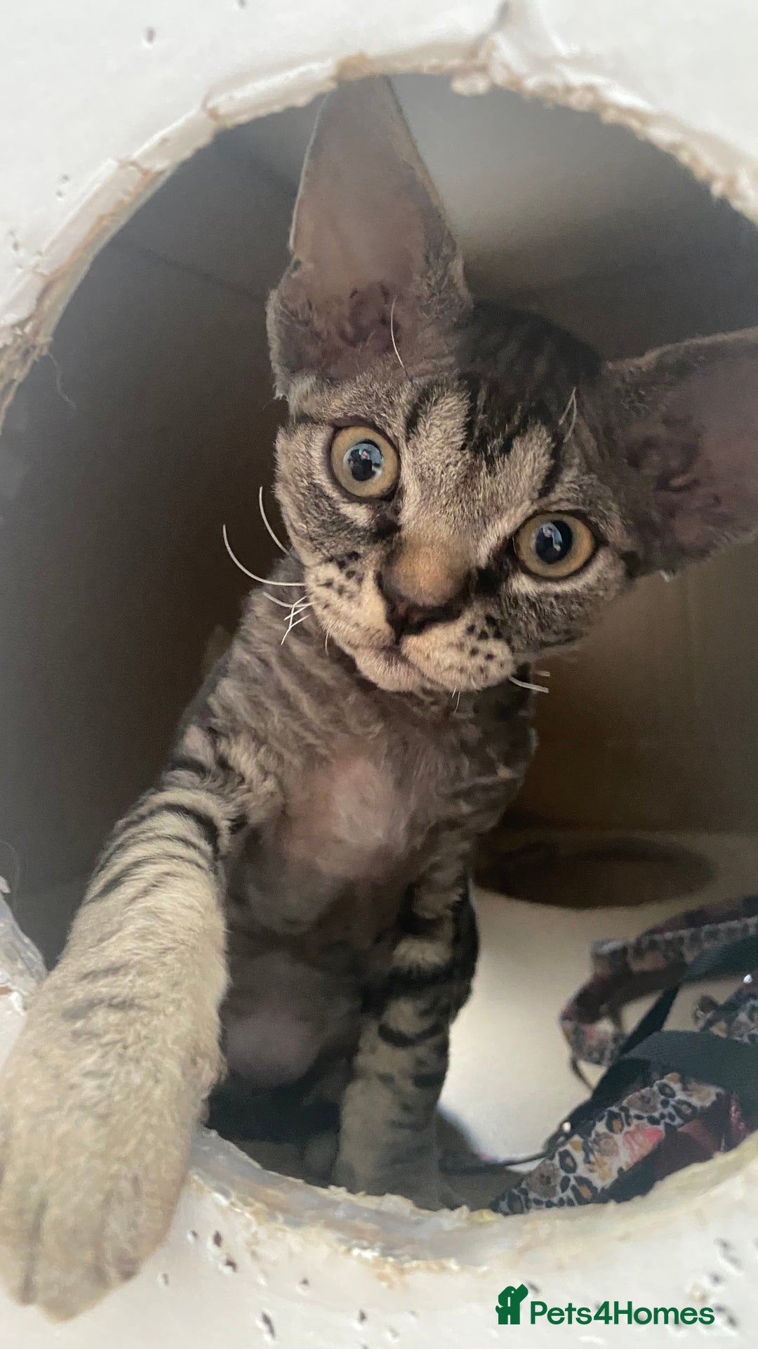 Devon Rex cats for sale: Grey kitten - Image 5