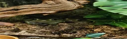 Frog reptiles for sale: Whites tree frogs x 3 and full set up - Advert 5