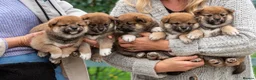 Japanese Shiba Inu dogs for sale: Exclusive Japanese Shiba Inu Puppies  🇯🇵 - Advert 2