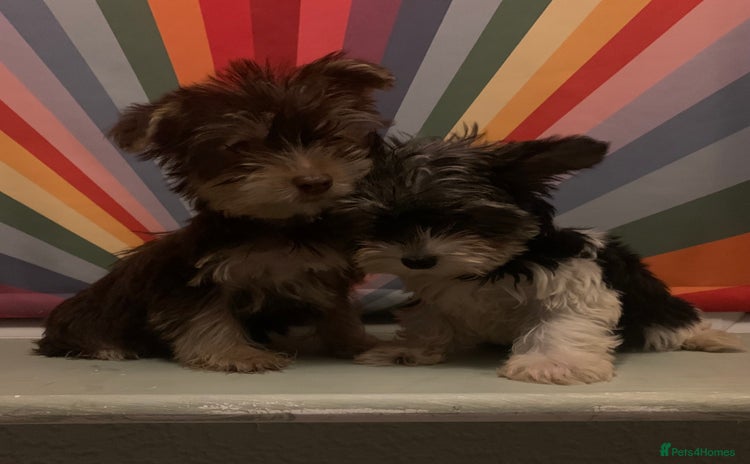 Biewer Terrier dogs - Advert 1