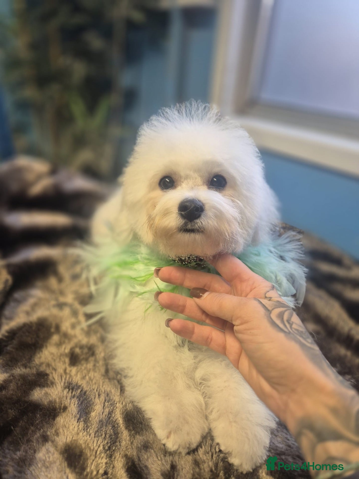 Bichon Frise dogs 100% pure Bichon frise - Advert 1