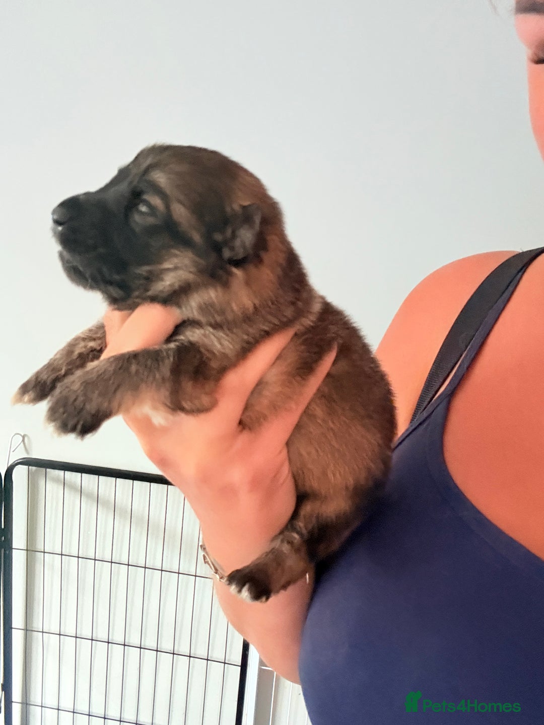 German Shepherd dogs for sale: 5 health tested kc reg German shepherd pups - Image 11