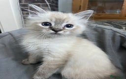 Ragdoll cats for sale: Last boy girl Hcm pkd so loving  playful cutie  - Image 1