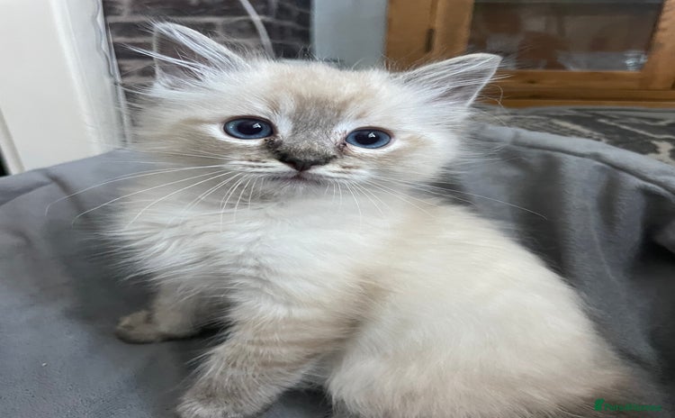 Ragdoll cats - Advert 5