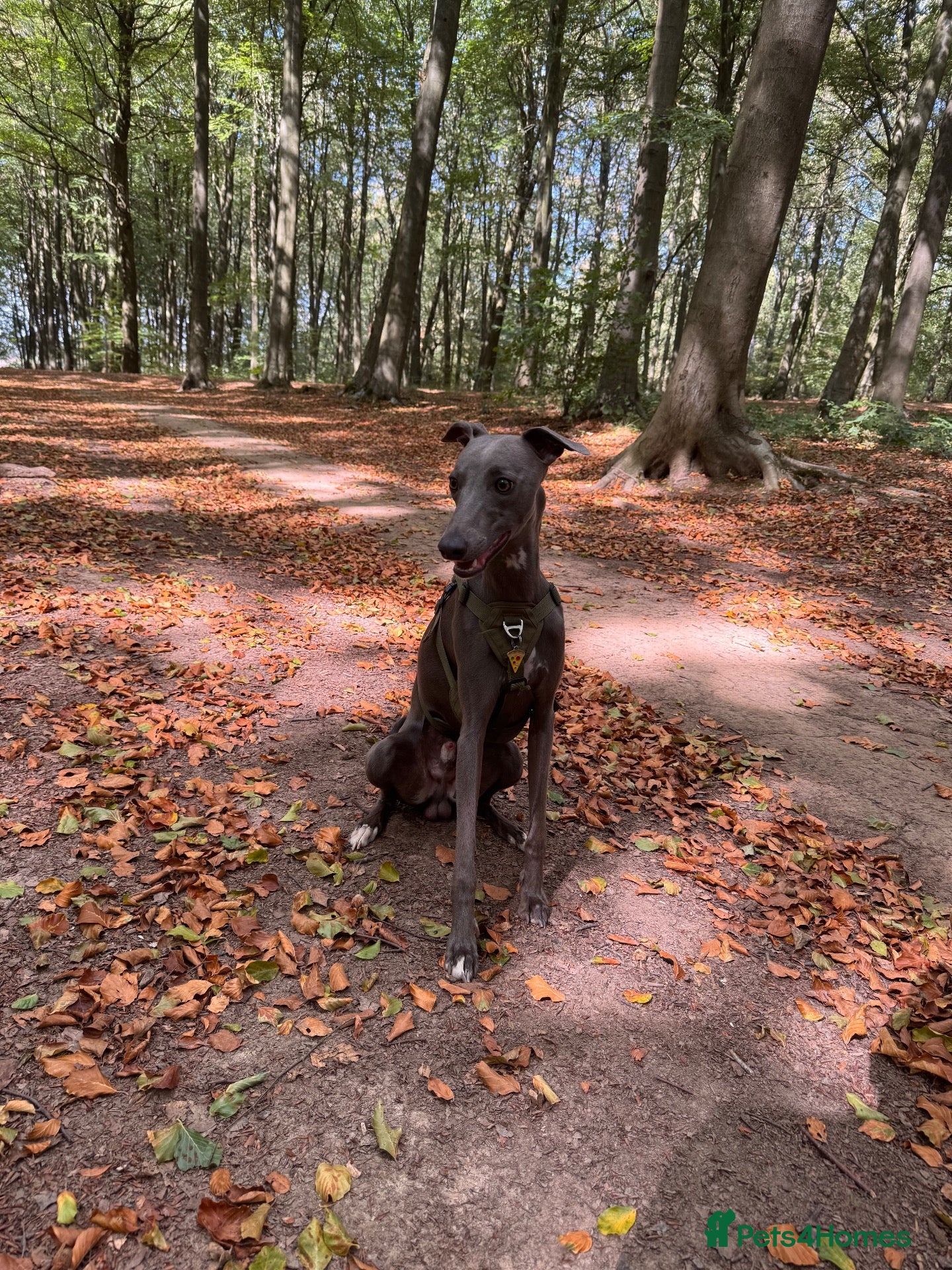 Whippet dogs Male blue whippet 1 year - Advert 1