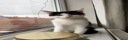 Mixed Breed cats for sale: Mixed kittens  - Advert 3