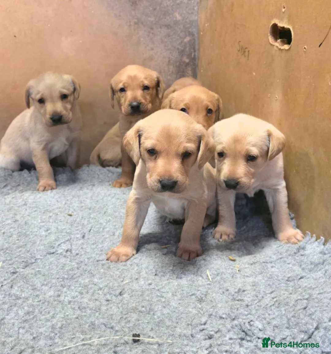 Labrador Retriever dogs for sale: KC Reg Working Labrador Pups for Sale - Advert 2