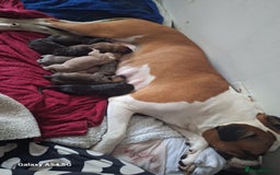 American Bulldog dogs for sale: 11 little hearts need their forever home - Advert 2