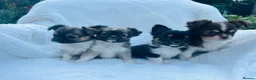Chihuahua dogs for sale: Long Coat Chihuahua Puppies KC Registered  - Advert 7