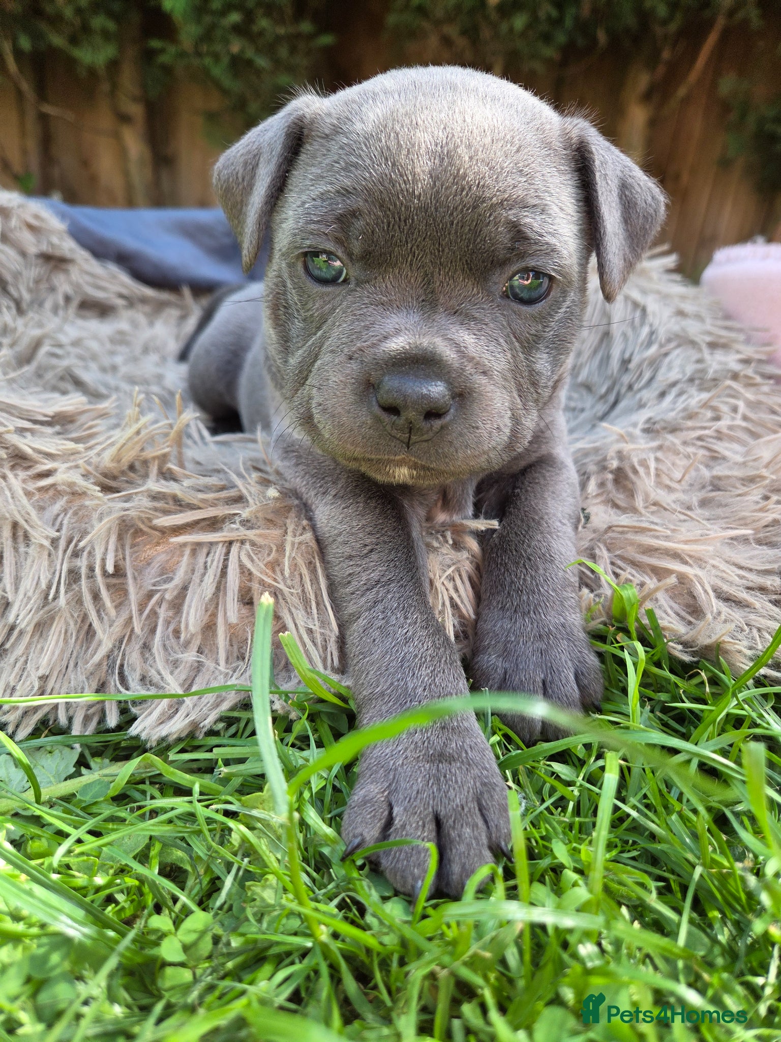 Staffordshire Bull Terrier dogs Top Quality KC Registered Staffy Puppies - Advert 2