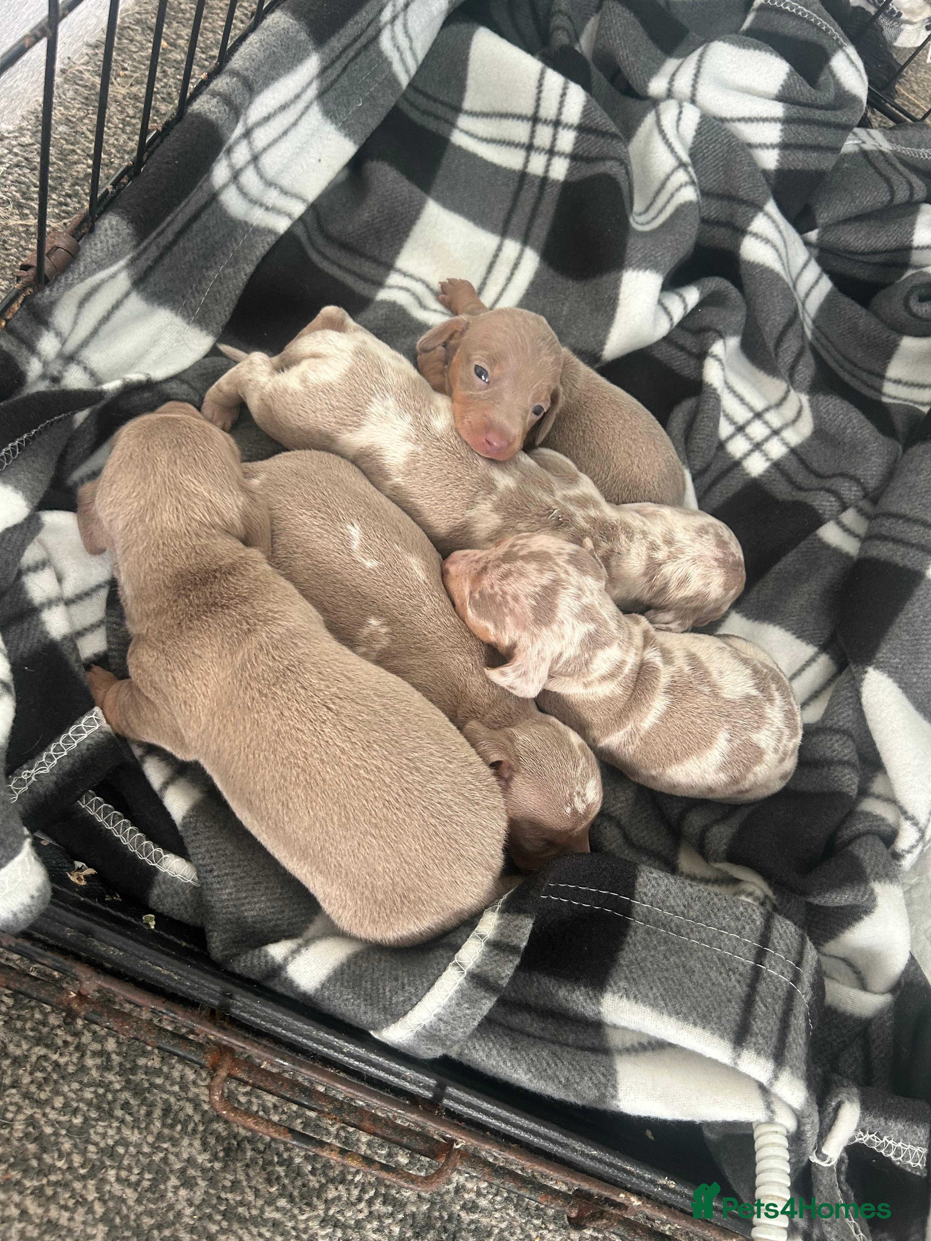 Miniature Dachshund dogs Miniature daschund  - Advert 2