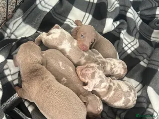 Miniature Dachshund dogs Miniature daschund - Advert 6