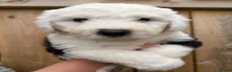 Old English Sheepdog dogs for sale: Kc Registered Old English Sheepdogs  - Advert 7