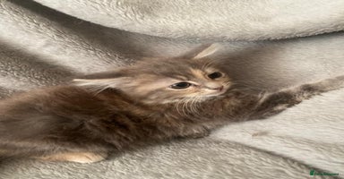 Mixed Breed cats - Advert 14