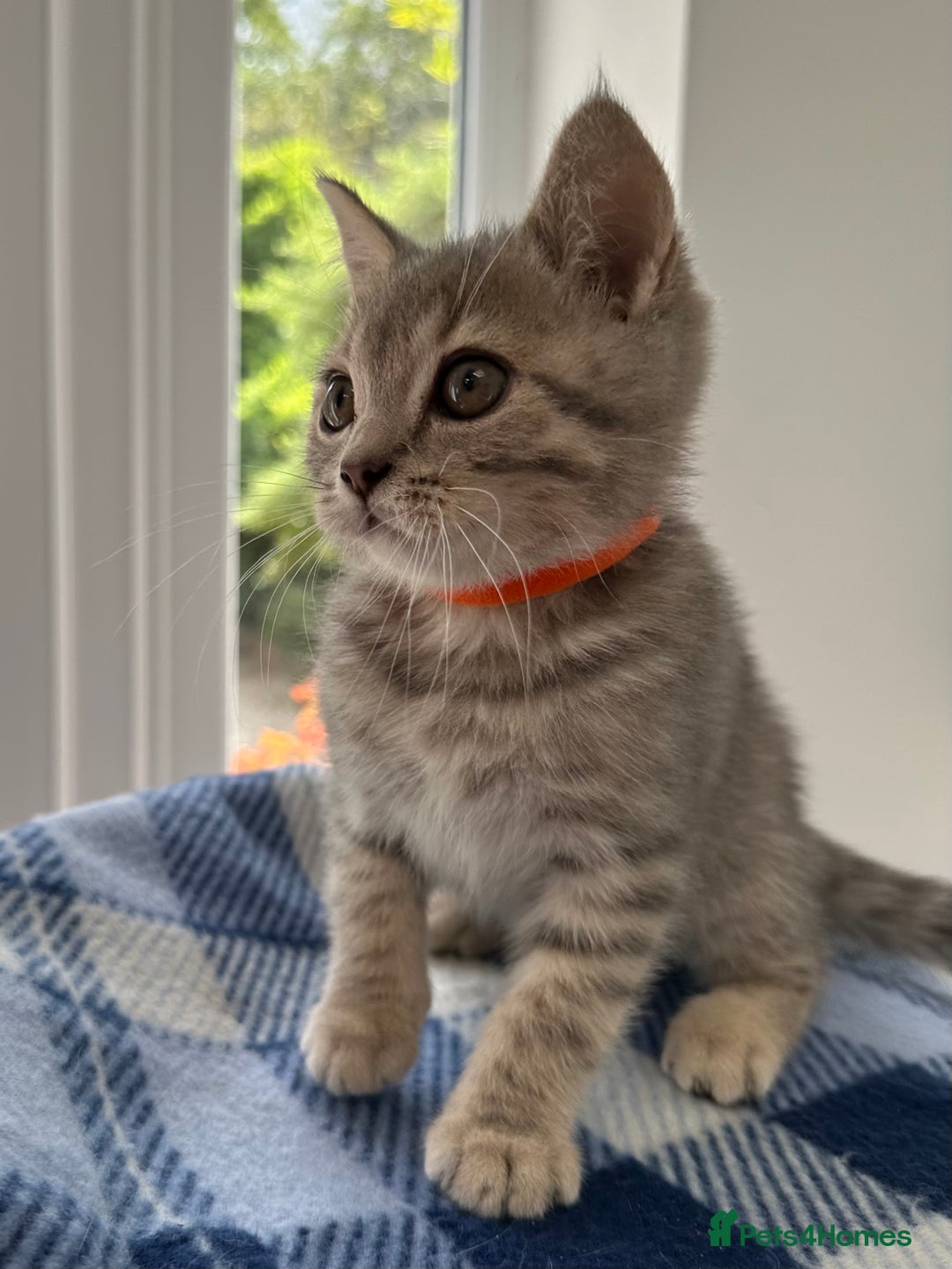 British Shorthair cats for sale: Purebred British Shorthair Grey Stripe Kittens - Image 11