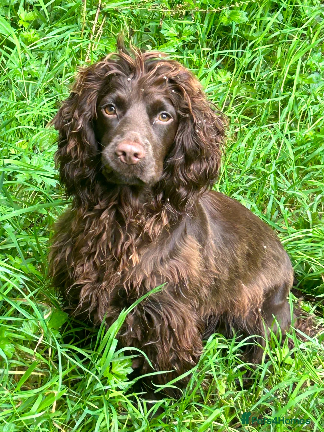 Cocker Spaniel dogs for sale: Stunning cocker spaniel pups - Advert 26