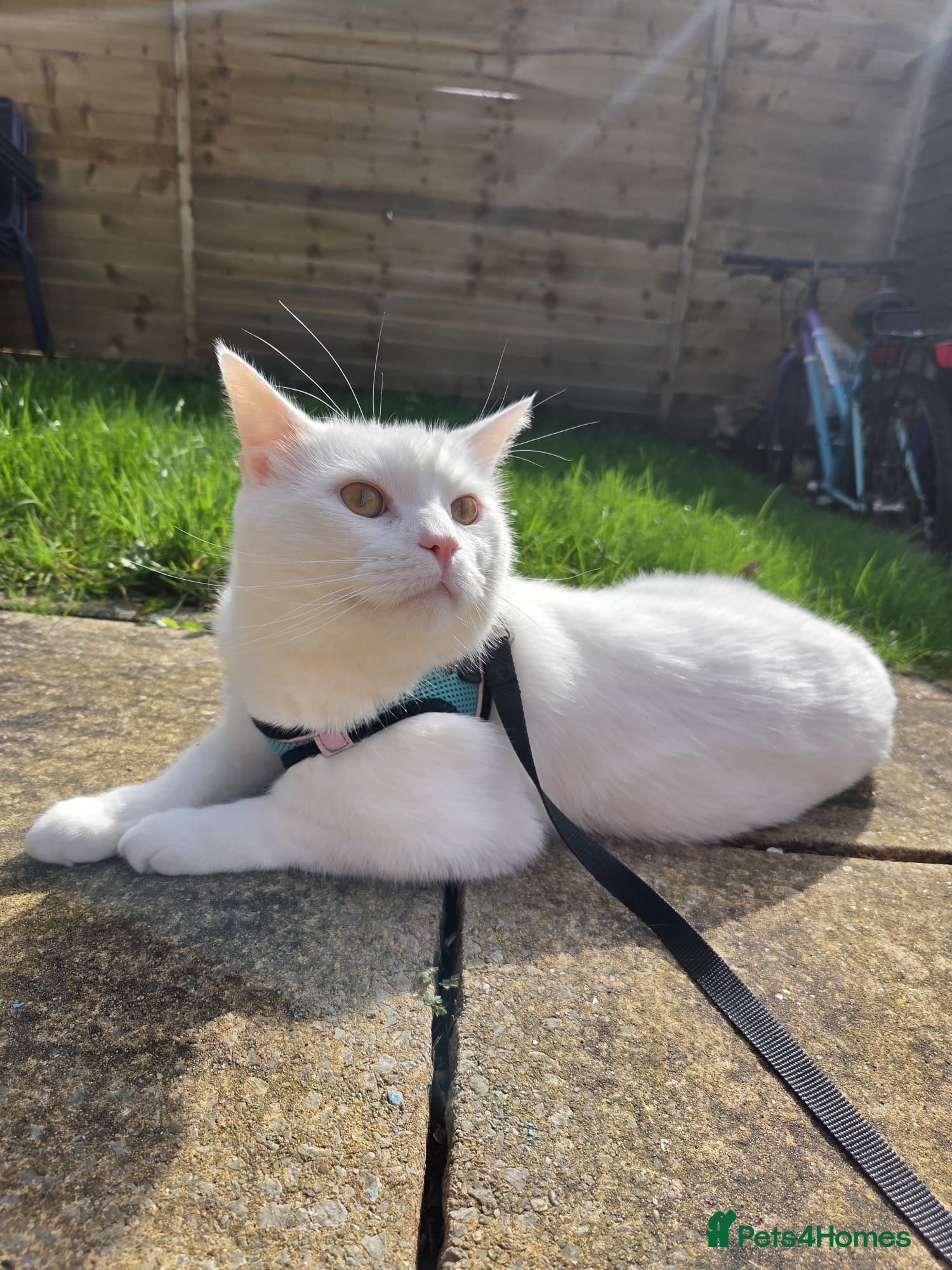 Turkish Angora cats 3 years old Turkish angora - Advert 3