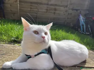 Turkish Angora cats 3 years old Turkish angora - Advert 12