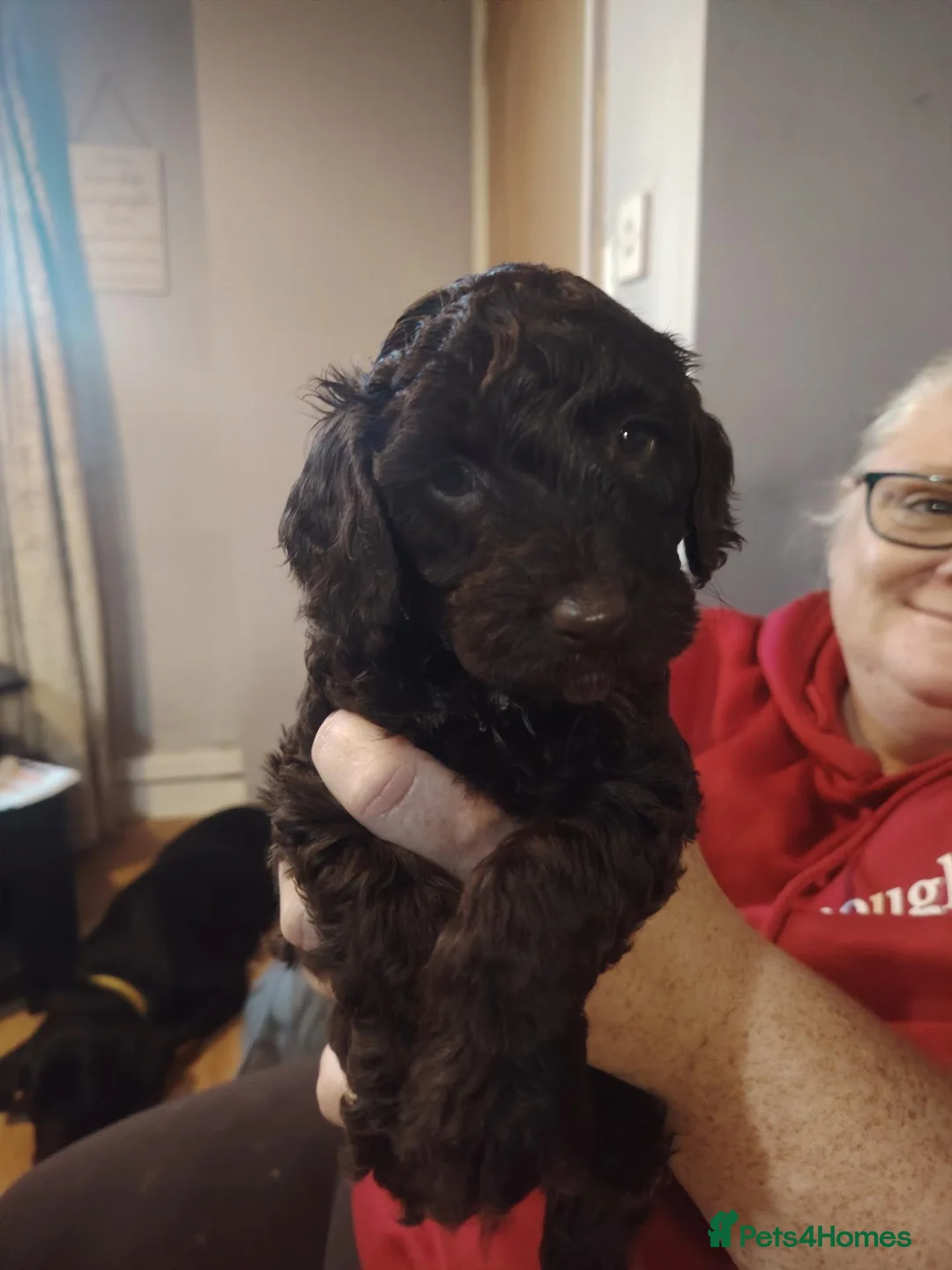 Cockapoo dogs for sale: Mr blue - Advert 2