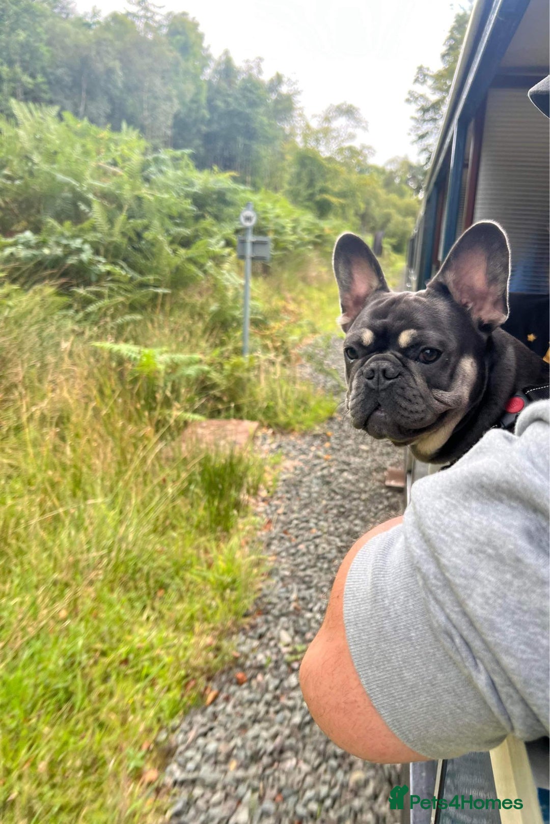 French Bulldog dogs for sale: Blue French Bulldog – Experienced, Adult-Only Home - Advert 5
