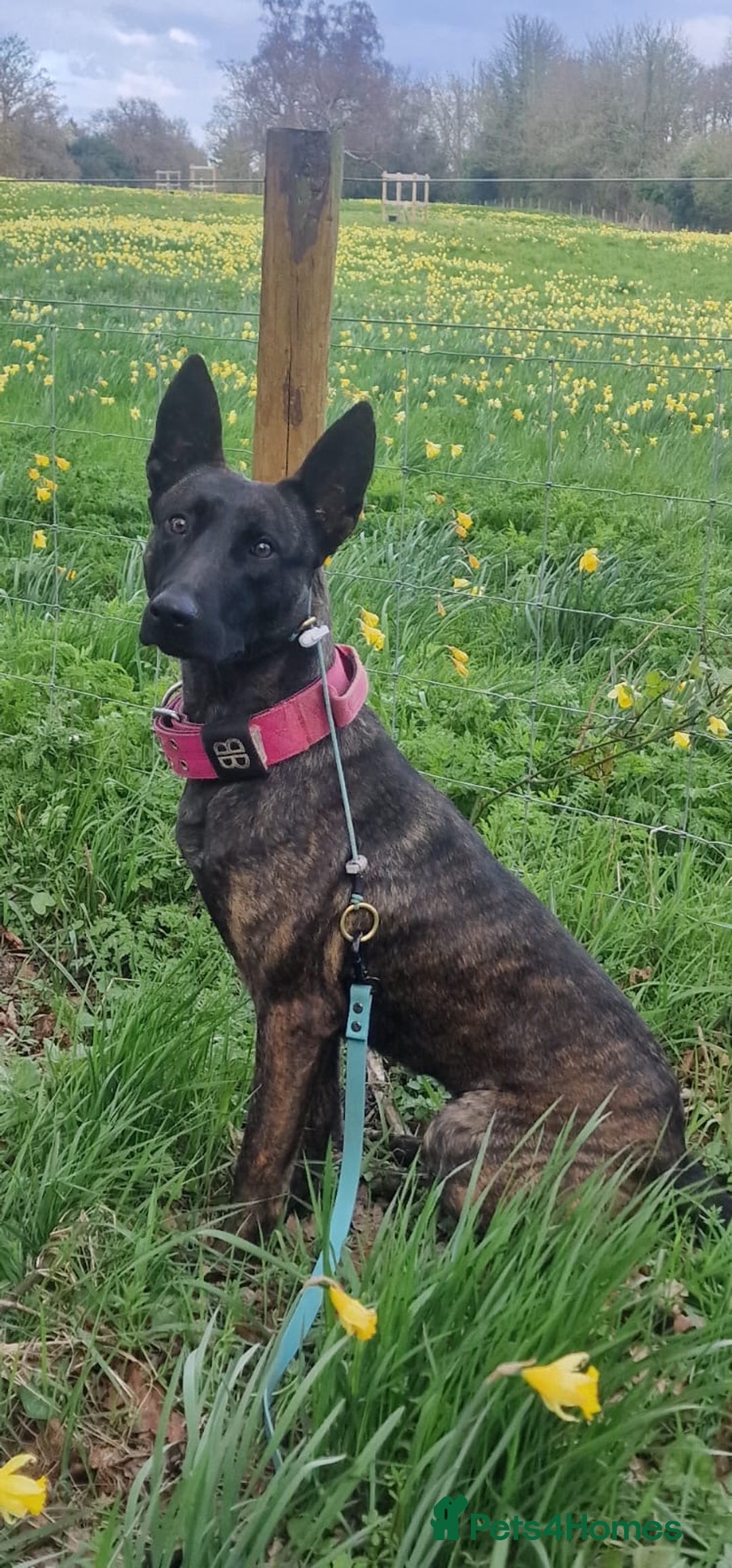 Belgian Shepherd Dog dogs for sale: Stunning Dutch Herder x Alano Español Pups  - Image 2