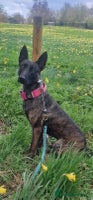 Belgian Shepherd Dog dogs - Advert 6
