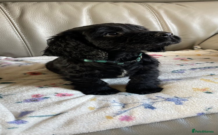 Cocker Spaniel dogs - Advert 3