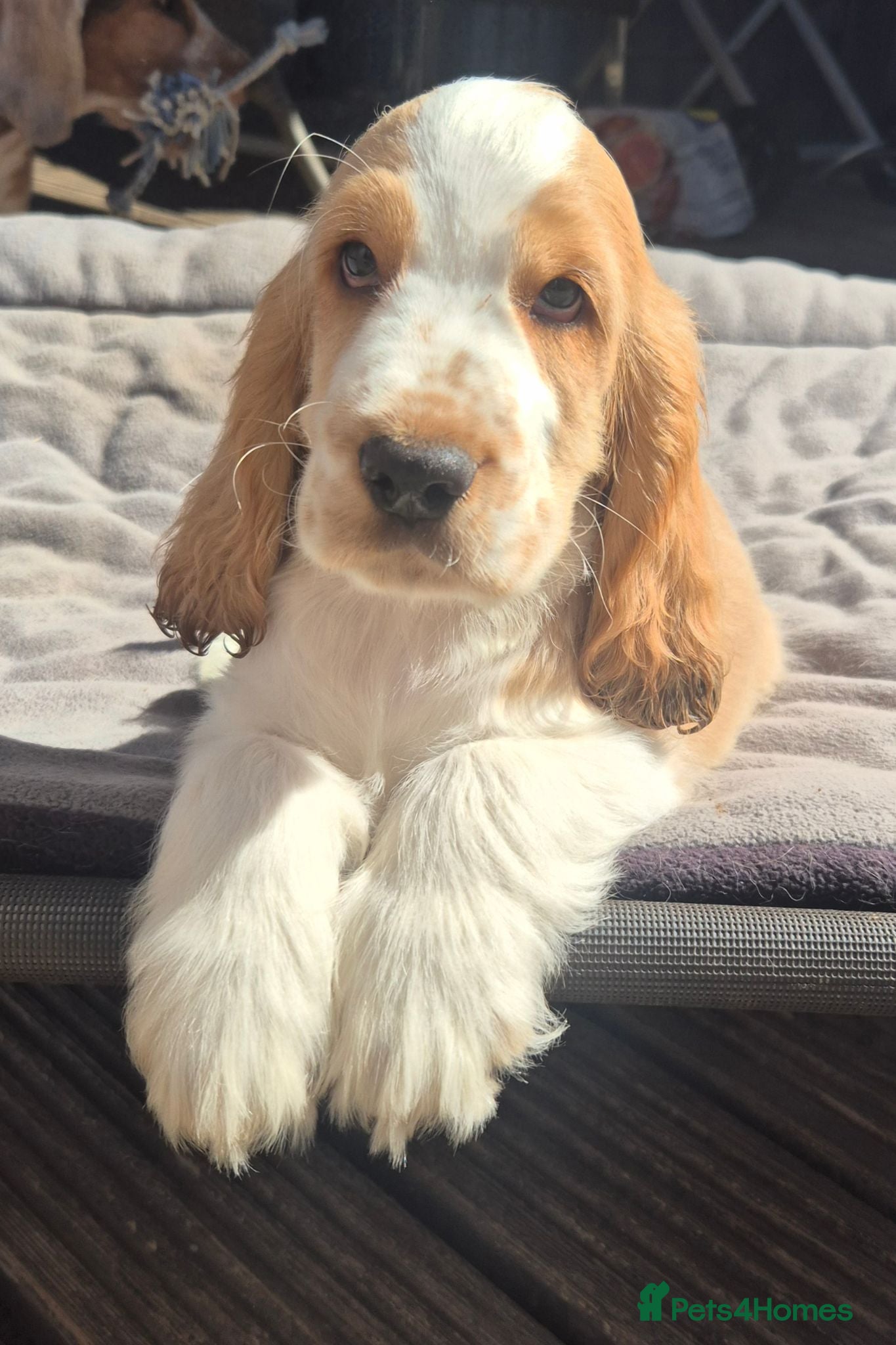 Cocker Spaniel dogs Outstanding Cocker Spaniel puppies LAST BOY  - Advert 2