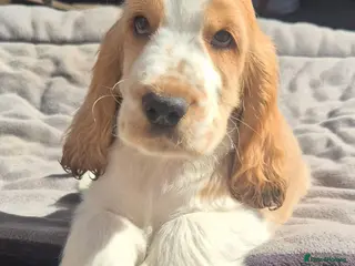 Cocker Spaniel dogs Outstanding Cocker Spaniel puppies LAST BOY - Advert 2