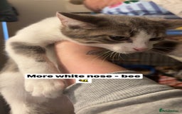 British Shorthair cats for sale: Missy & her 3 kittens & adopted rescue kitten scar - Image 5